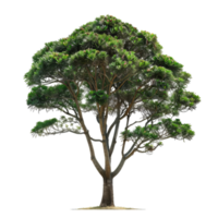 Evergreen Tree With Dense Green Foliage And Textured Bark png