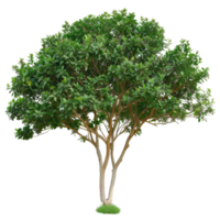 Beautiful Lush Tree With Green Leaves, Tree Trunk, And Branches Isolated On A Transparent Background png