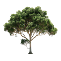 detalhado tropical árvore com verde folhagem, alta porta-malas, e ramificação marquise png