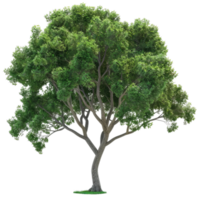 Deciduous Tree With Green Leaves And Branching Trunk png