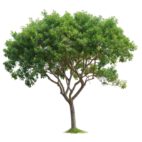 Tree With Green Leaves, Botanical Element For Design png