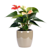 Elegant Anthurium Plant In A Pot - Red, Peach, And White Flowers With Glossy Green Leaves png