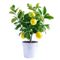 Lemon Tree In White Pot With Ripe Fruit png