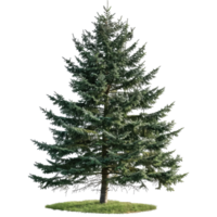 Pine Tree With Transparent Background For Easy Compositing png