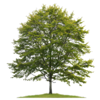 Single Deciduous Tree With Green Leaves For Architectural Rendering png