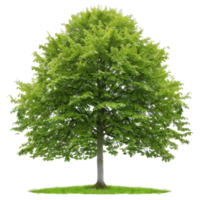 Green Tree With Transparent Background For Easy Compositing png
