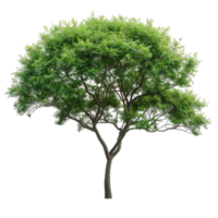 Lush Tree With Green Foliage And Intricate Branch Structure png