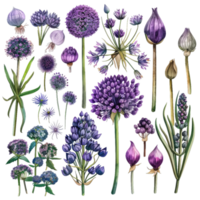 Allium Flower Collection, Botanical Illustration Elements png