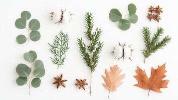Eucalyptus and inspired flowers creating a beautiful autumnal pattern on a white designs perfect for nature background, cotton photo