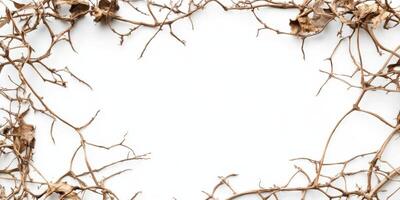 Dry vines creating a natural frame against a white background for design and decor ideas photo