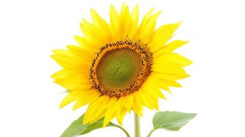 Bright sunflower blooms with vibrant yellow petals and green center, showcasing nature's beauty in a simple setting photo