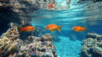 Colorful goldfish swim among coral formations in a clear underwater setting photo
