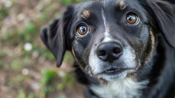 Playful black dog with expressive eyes looking curiously at the camera in a natural outdoor setting showcasing the beauty of pets and companionship concept photo