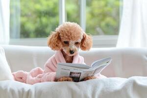 Poodle enjoys quiet time reading a book while relaxing on a cozy couch in a sunlit room photo