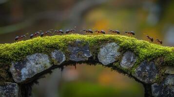 Ants traverse a moss-covered stone bridge in a lush forest during a sunny day in autumn photo