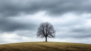 Solitary tree stands atop grassy hill under overcast sky during late afternoon photo