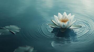 Flower blooms gracefully in calm water with ripples reflecting soft light photo