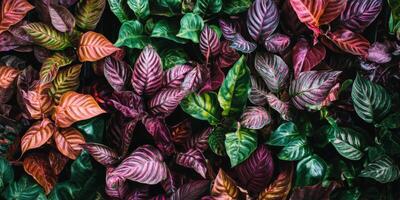 Vibrant foliage display in a tropical garden showcasing diverse leaf patterns and colors during daytime photo