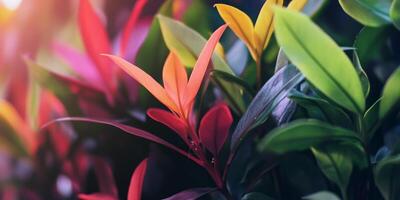 Colorful leaves showcase stunning hues in a lush garden during golden hour photo