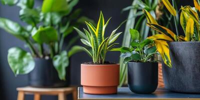 Indoor gardening display featuring diverse houseplants with vibrant green leaves in various pots photo