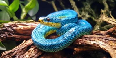 Vivid blue snake resting on wooden branches in a lush habitat photo