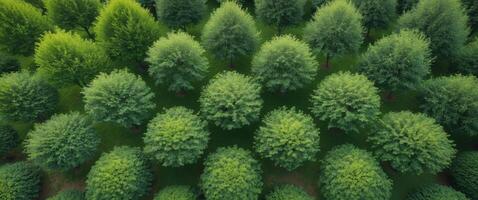 Symmetrical Rows of Lush Green Trees Viewed from Above, Creating a Woodland Pattern. photo