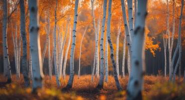 Golden Autumn. Serene Birch Tree Forest with Warm Light and Fallen Leaves. photo