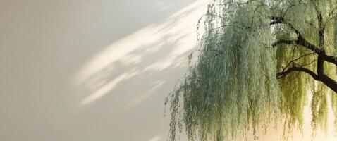 Tranquil Willow Tree with Sunlight Shadows Against a CreamColored Wall, Serene View. photo