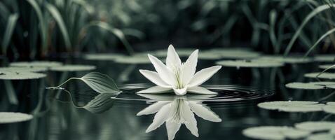 Serene White Lily Reflection. A Tranquil Pond Scene with Water Ripples and Lily Pads. photo