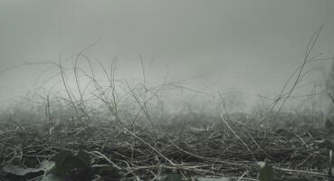 A field of grass and weeds in the fog photo