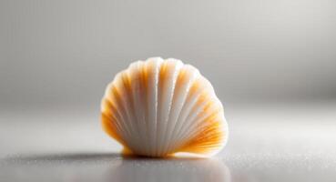 A single shell on a table with a gray background photo