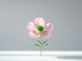 Elegant Pink Flower with Green Center on Minimalist White Background, a Studio Shot photo