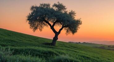 Lone Tree Standing Proudly on a Hillside at Sunset, a Captivating Tuscany Landscape. photo