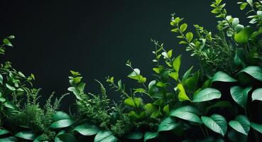 Lush Greenery Against Dark Backdrop, a Symphony of Botanical Beauty in Natural Light. photo