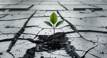A plant growing out of cracks in a cracked surface photo