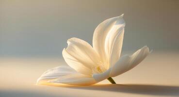 A single white flower is shown on a table photo