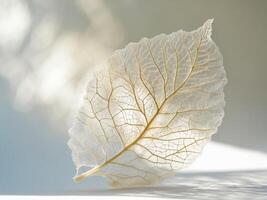 A white leaf on a white surface photo