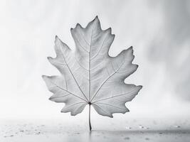 A single white maple leaf on a white background photo