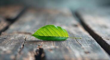 A single green leaf on a wooden table photo