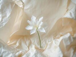 Delicate White Flower on Wrinkled Paper, a Study in Texture and Simplicity. photo
