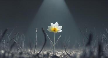 A single flower is standing in the middle of a field photo