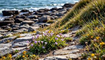 a rocky coastline where hardy blooms rise between sea washed stones and salt tolerant grasses. photo
