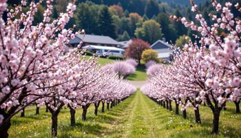 a peaceful orchard of flowering cherry trees in soft pink bloom across gently sloping terrain. photo