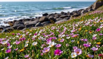 a seaside field where flowering plants bloom right up to the edge of the rocky tide. photo