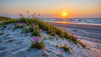 a wildflower covered dune rising gently from the shore and glowing under a setting sun. photo