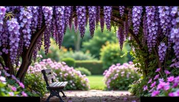 a quiet bench beneath an arch of wisteria dripping with violet blooms. photo
