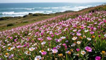 a coastal meadow blanketed in wind swept blooms leaning inland from the ocean breeze. photo