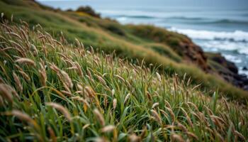 the quiet hum of wind moves through tall grasses covering the gentle slopes of a coastal bluff. photo