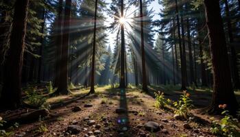 sunlight casts intricate shadows on the floor of a dense coniferous forest. photo