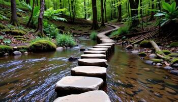a path of stepping stones leads across a shallow stream in a dense forest. photo
